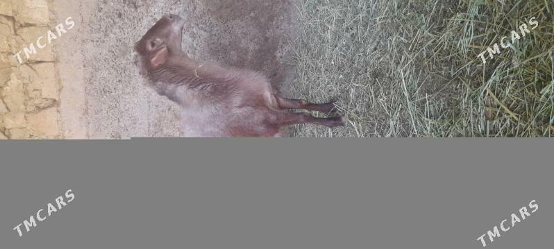 goyun - Änew - img 4