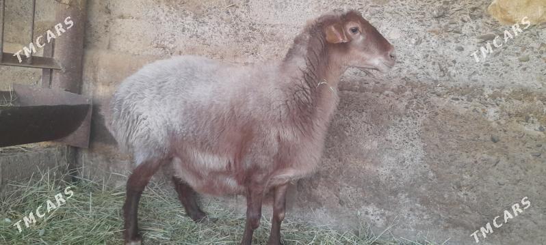 goyun - Änew - img 3