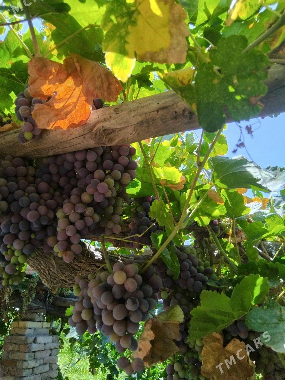 Satlyk Jay - Türkmenbaşy etr. - img 10