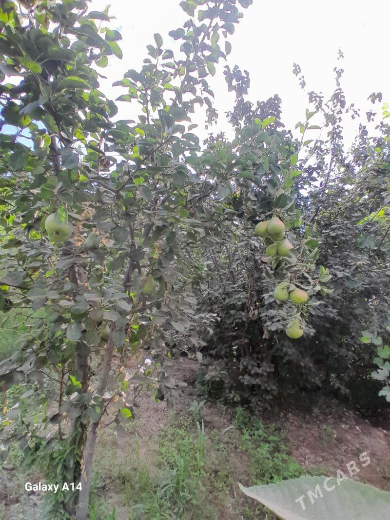 Satlyk Jay - Türkmenbaşy etr. - img 9