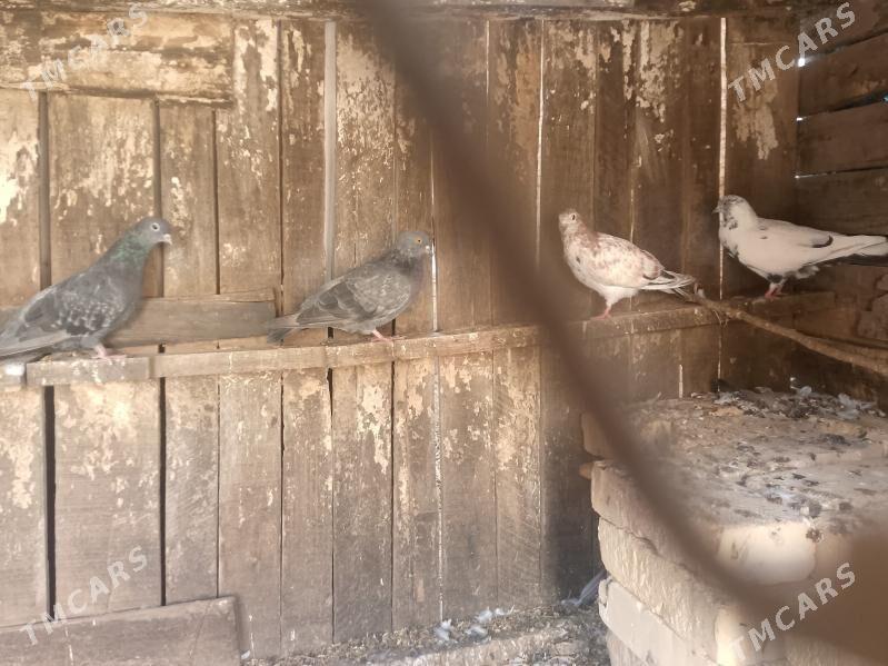 kepderi - Туркменабат - img 2