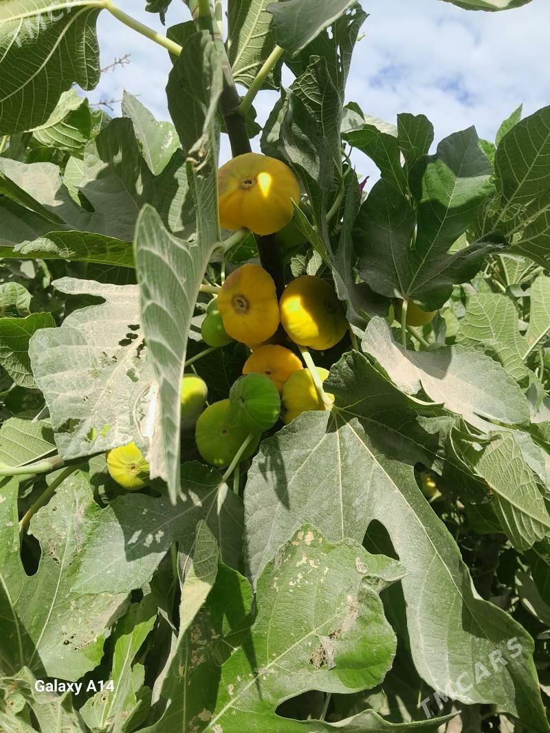 Satlyk Jay - Türkmenbaşy etr. - img 8