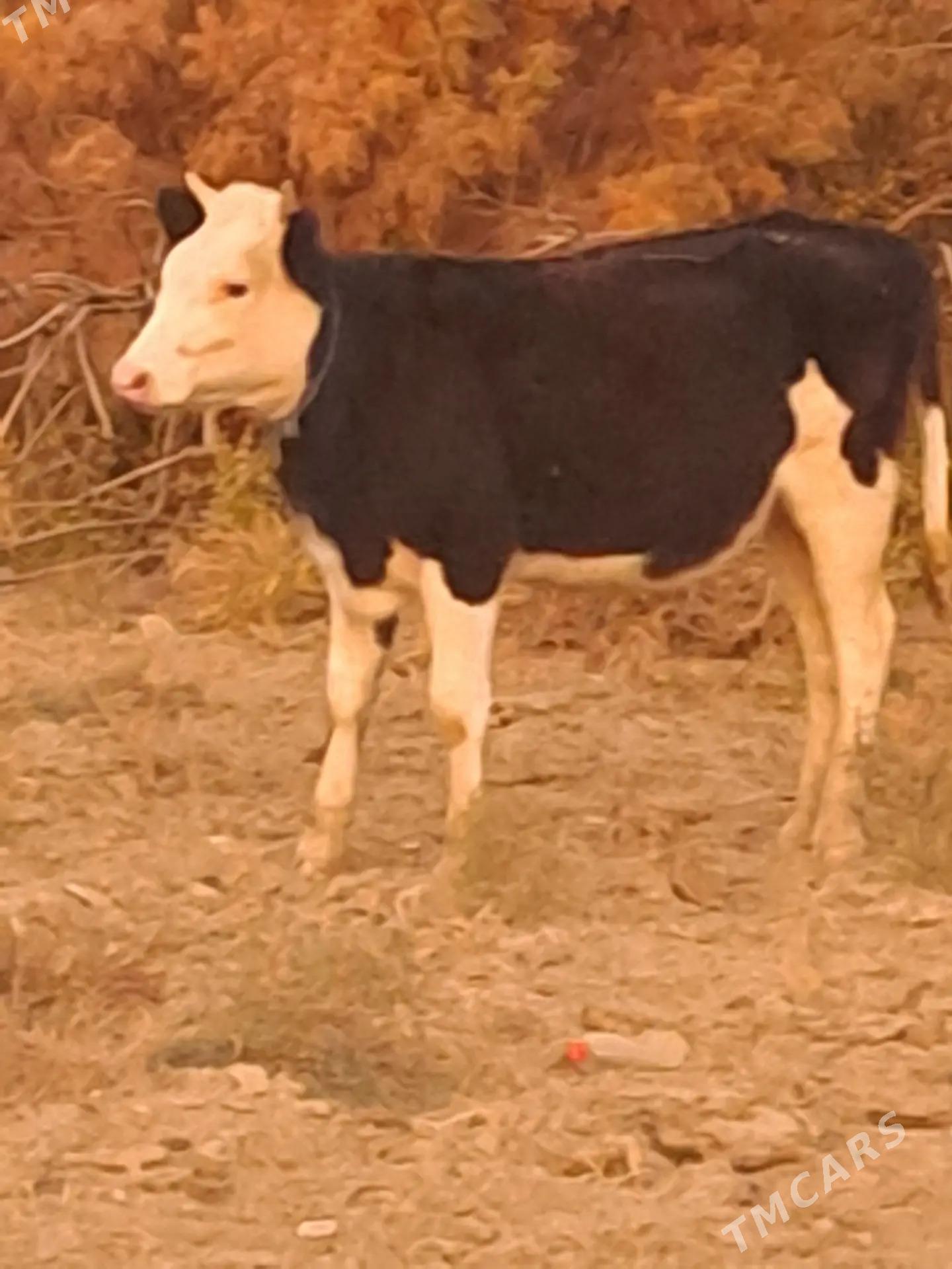 tuwe - Bäherden - img 2