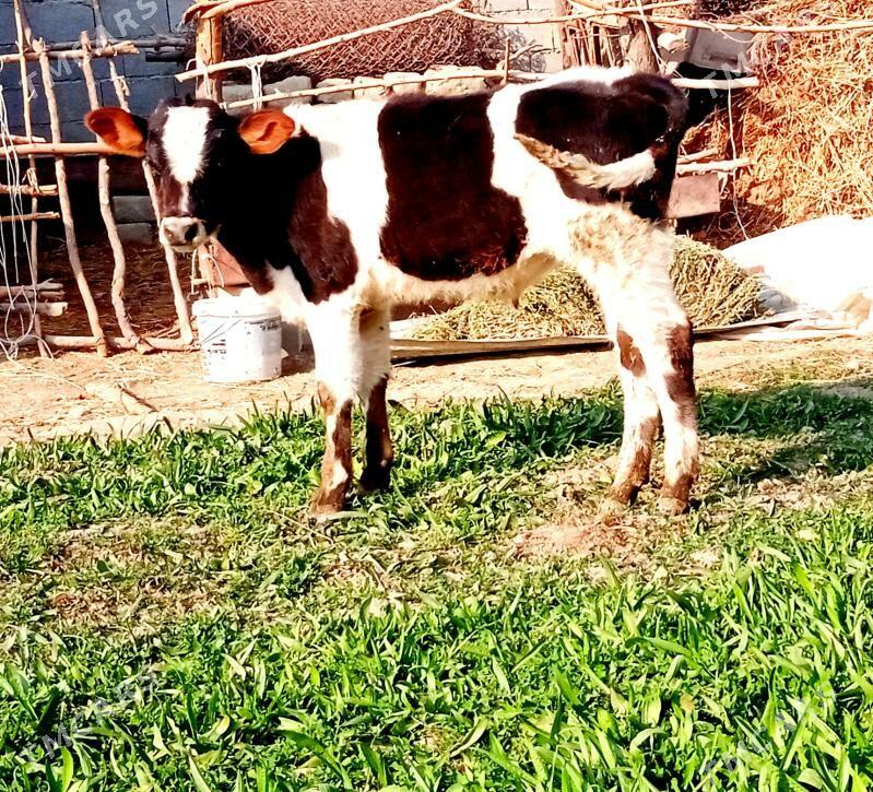 tuwe - Bäherden - img 8