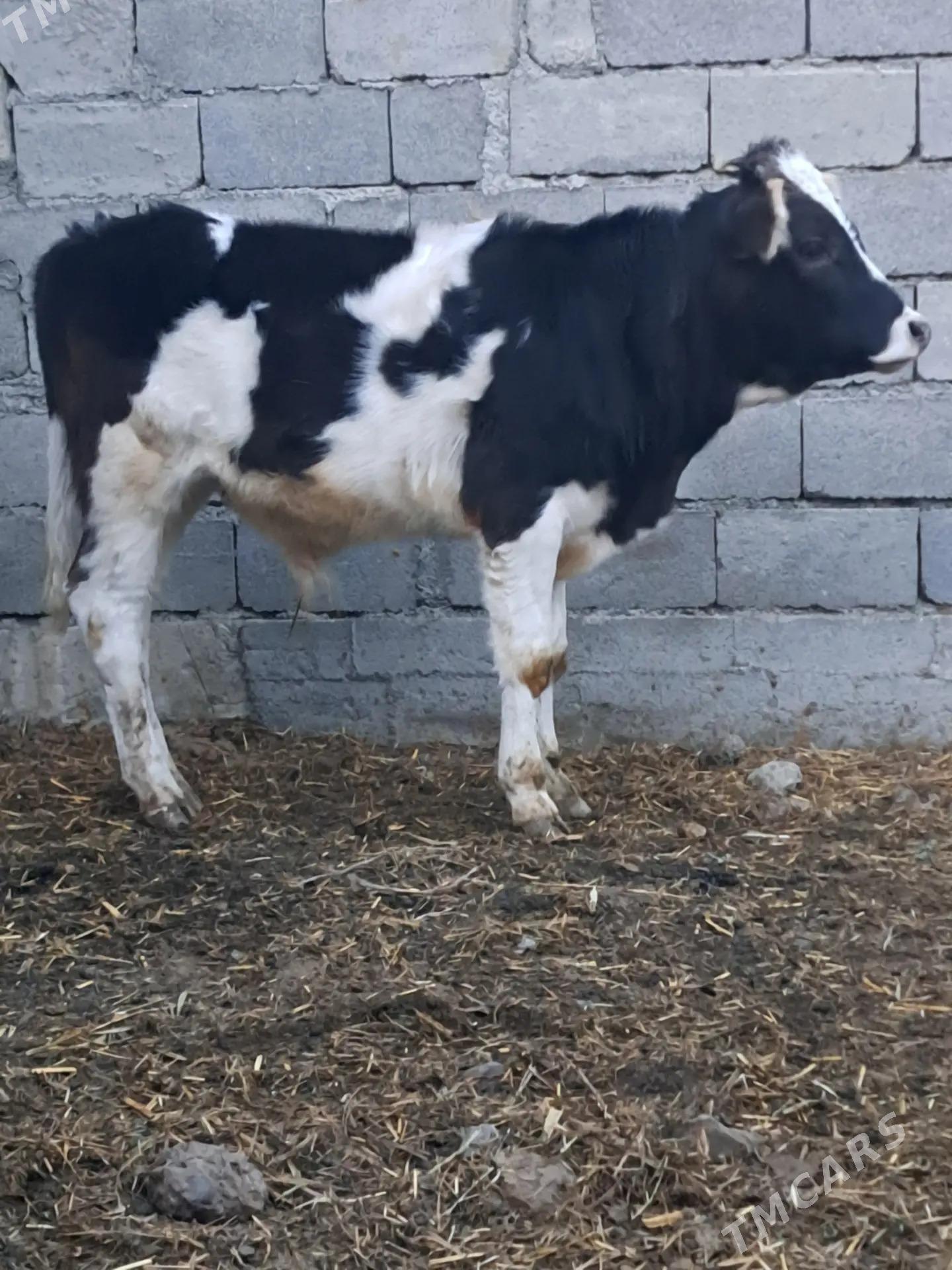 tuwe - Bäherden - img 3