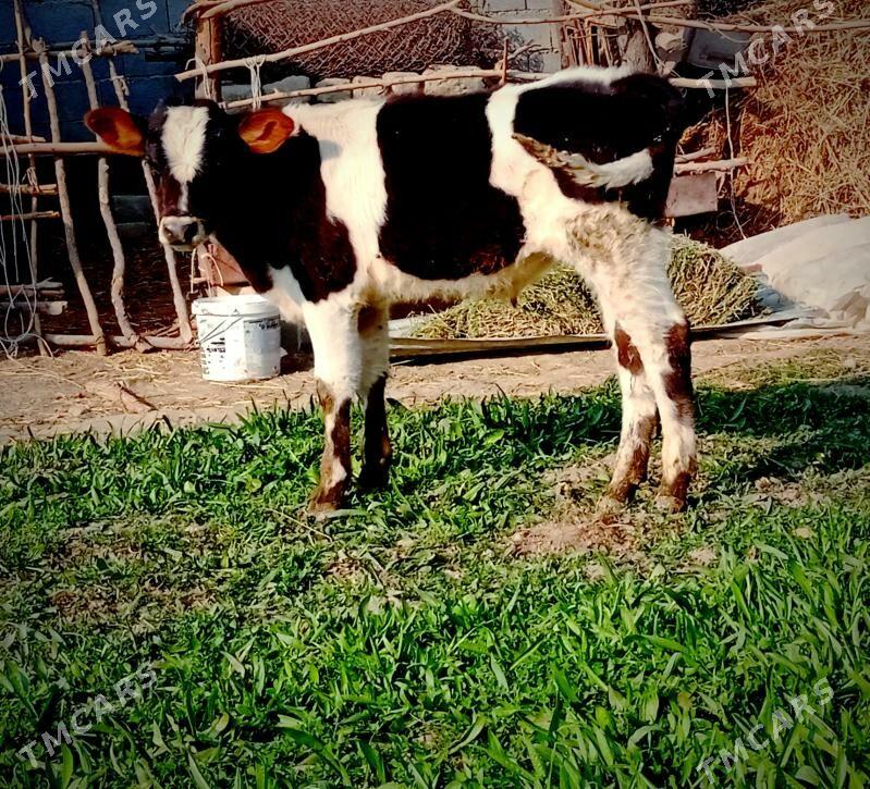 tuwe - Bäherden - img 6