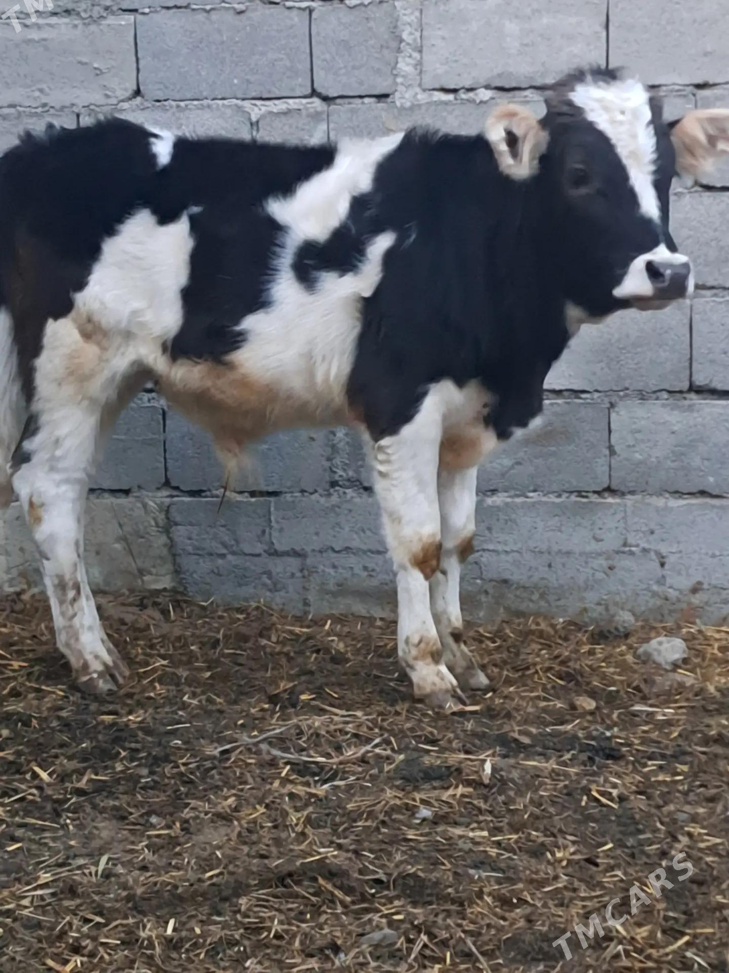 tuwe - Bäherden - img 5