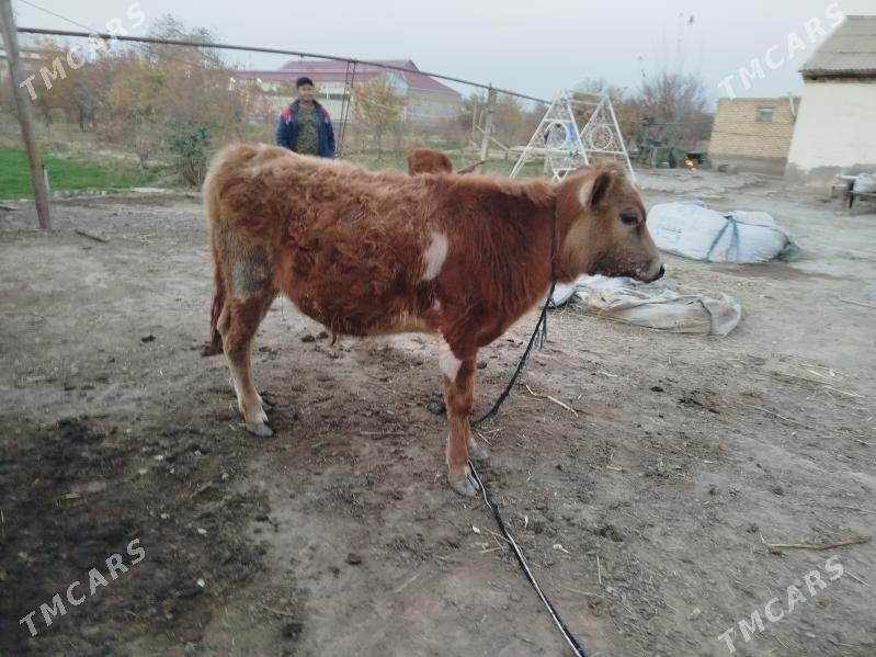 2 okuz 1 gulajyn - Сакарчага - img 4