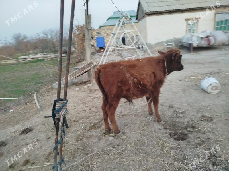 2 okuz 1 gulajyn - Сакарчага - img 5