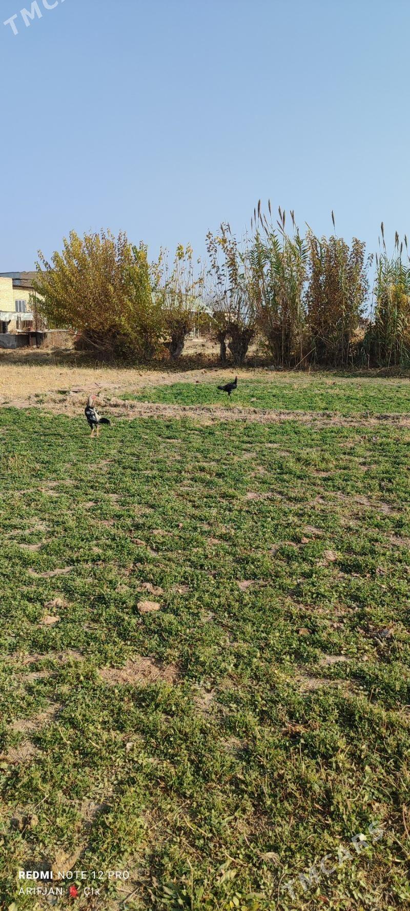 horaz - Дянев - img 3