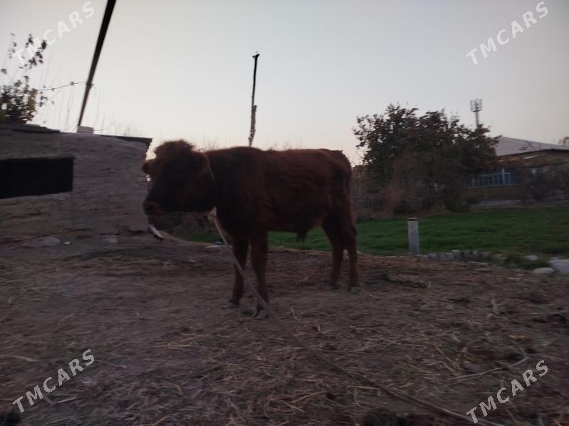 2 okuz 1 gulajyn - Сакарчага - img 8