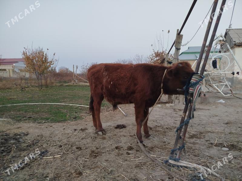 2 okuz 1 gulajyn - Сакарчага - img 6