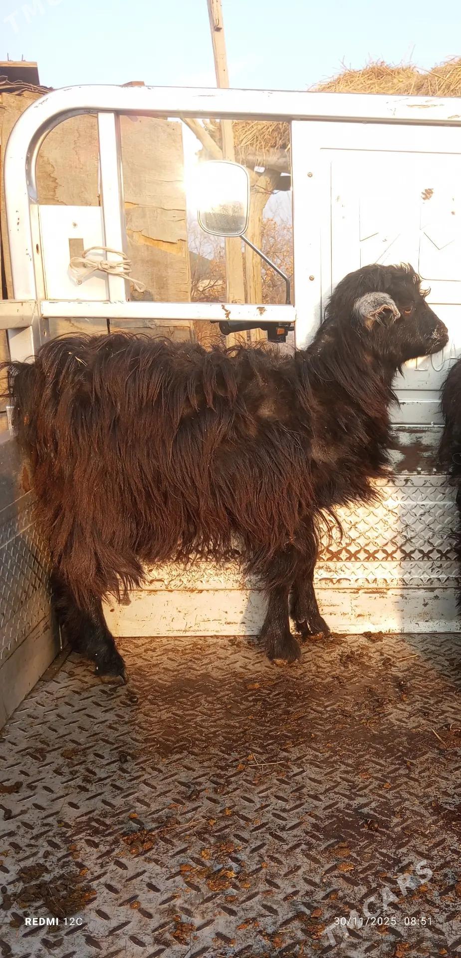 owlak - Farap - img 2