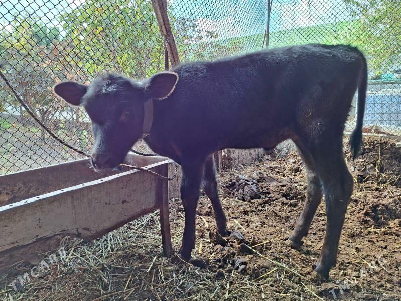 Tuwe 3 aylyk - Büzmeýin - img 2