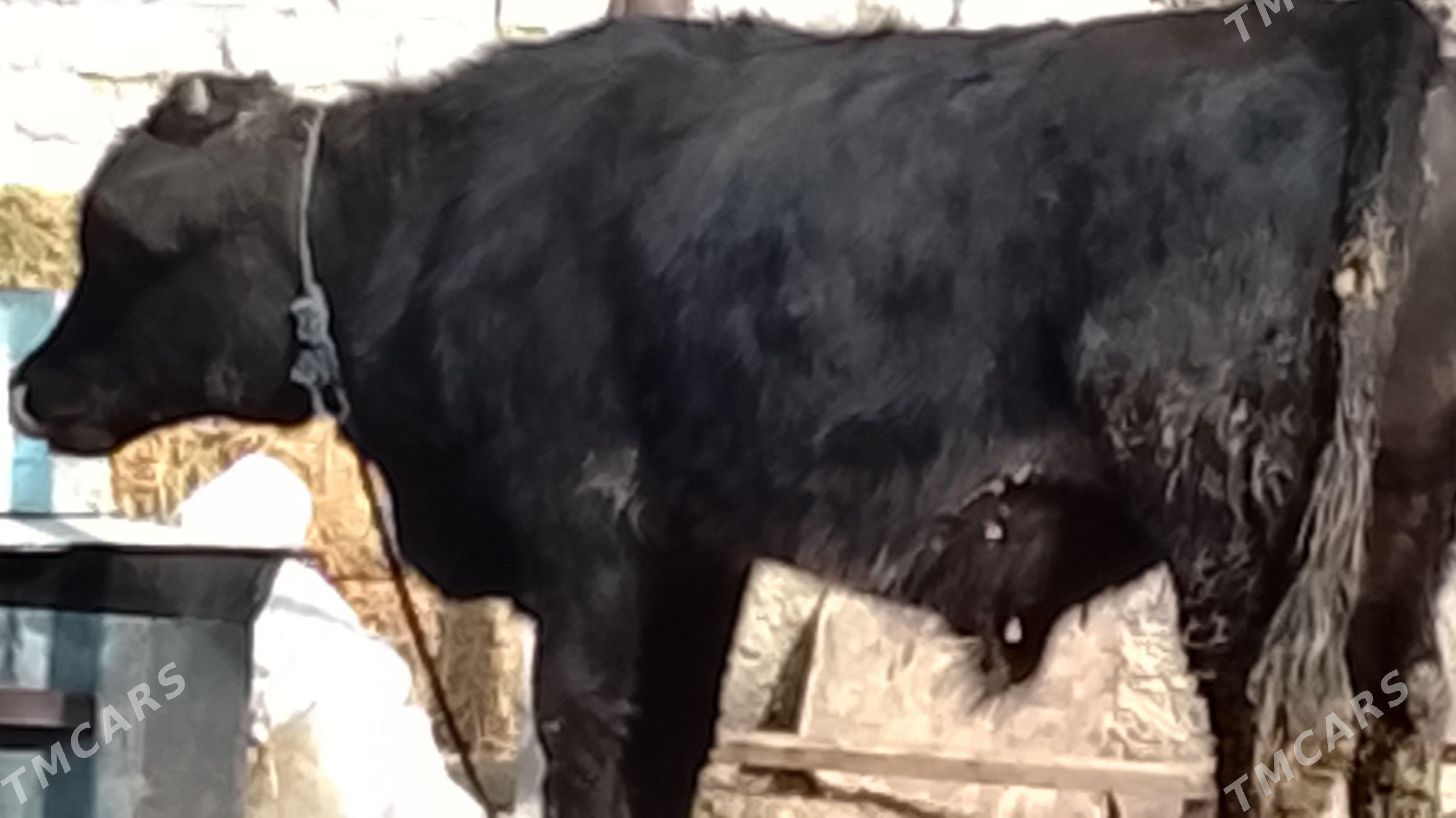 ökiz - Бузмеин - img 1