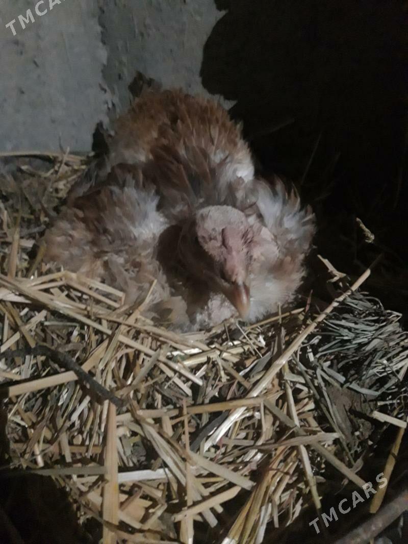 kurk towuk - Дянев - img 2