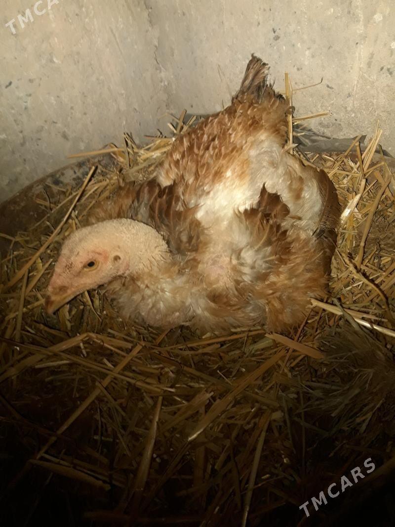 kurk towuk - Дянев - img 1