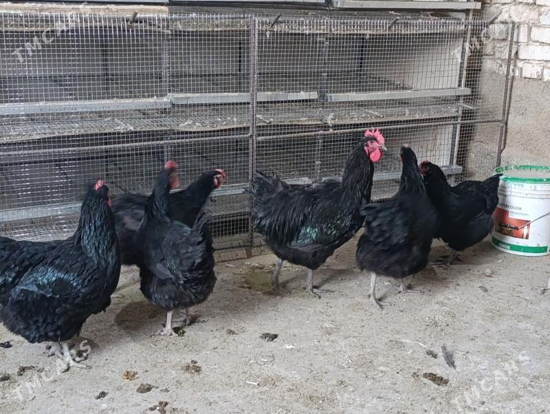 Jersey gigant jüýje - Gökdepe - img 2