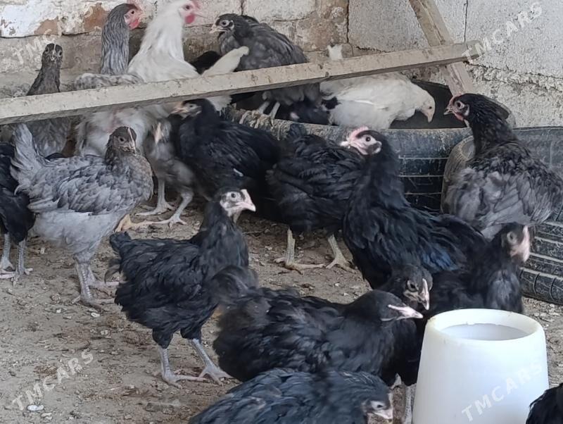 Jersey gigant jüýje - Gökdepe - img 6