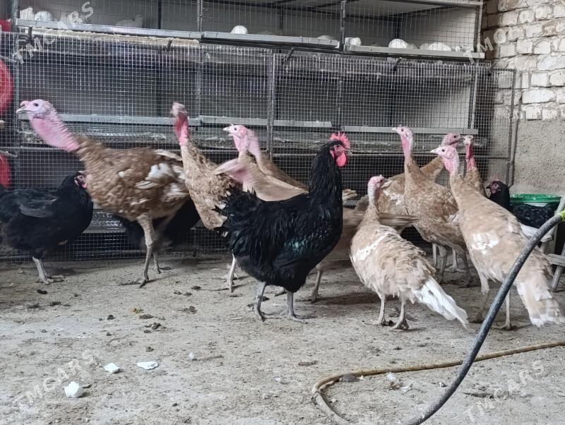 Jersey gigant jüýje - Gökdepe - img 3