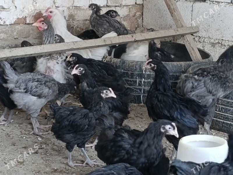 Jersey gigant jüýje - Gökdepe - img 4