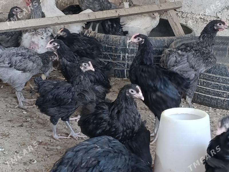 Jersey gigant jüýje - Gökdepe - img 5