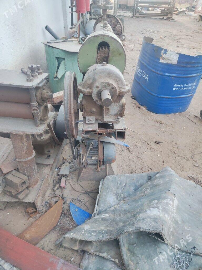 walsowka kici - Mary - img 3