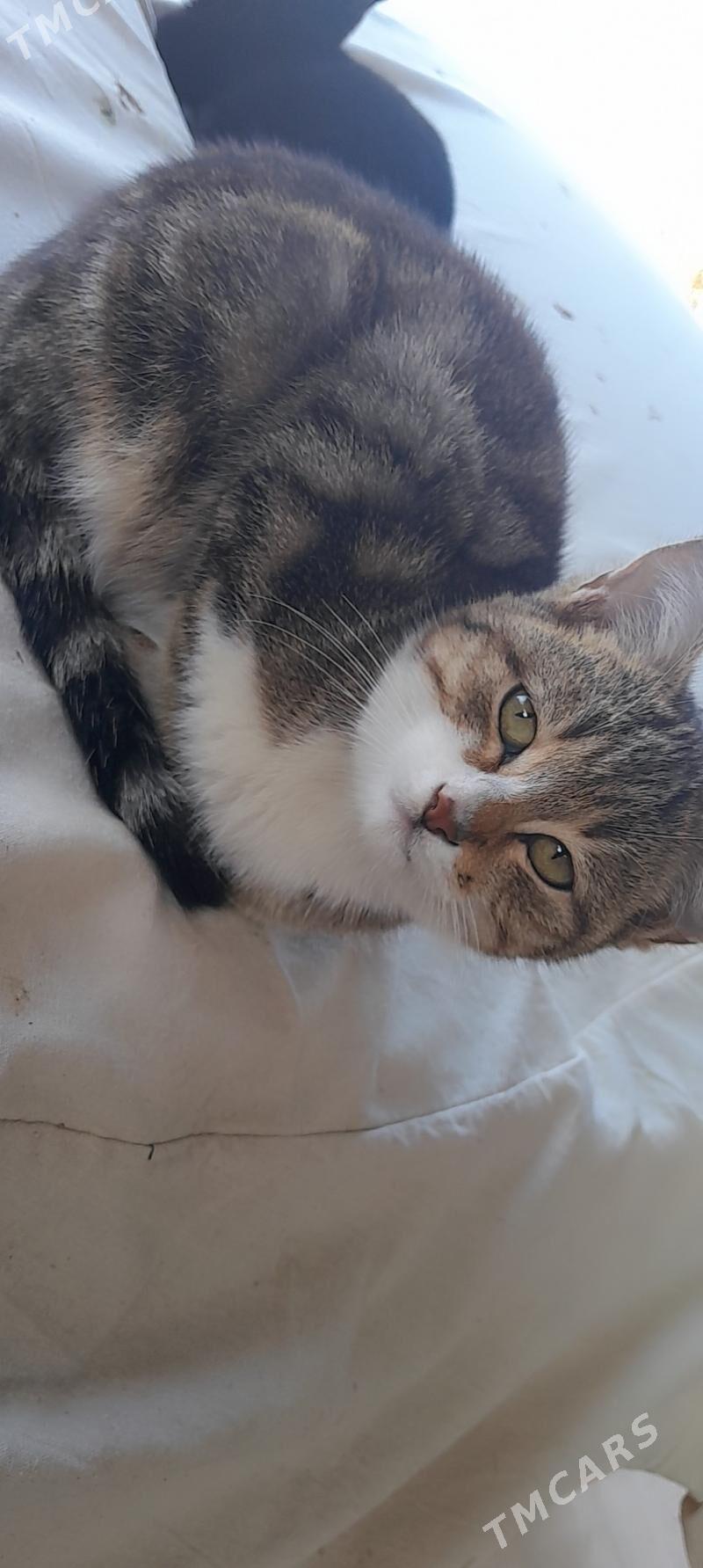 Pişijek - Ýolöten - img 2