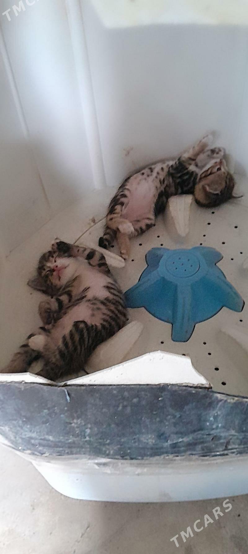 Pişijek - Ýolöten - img 8