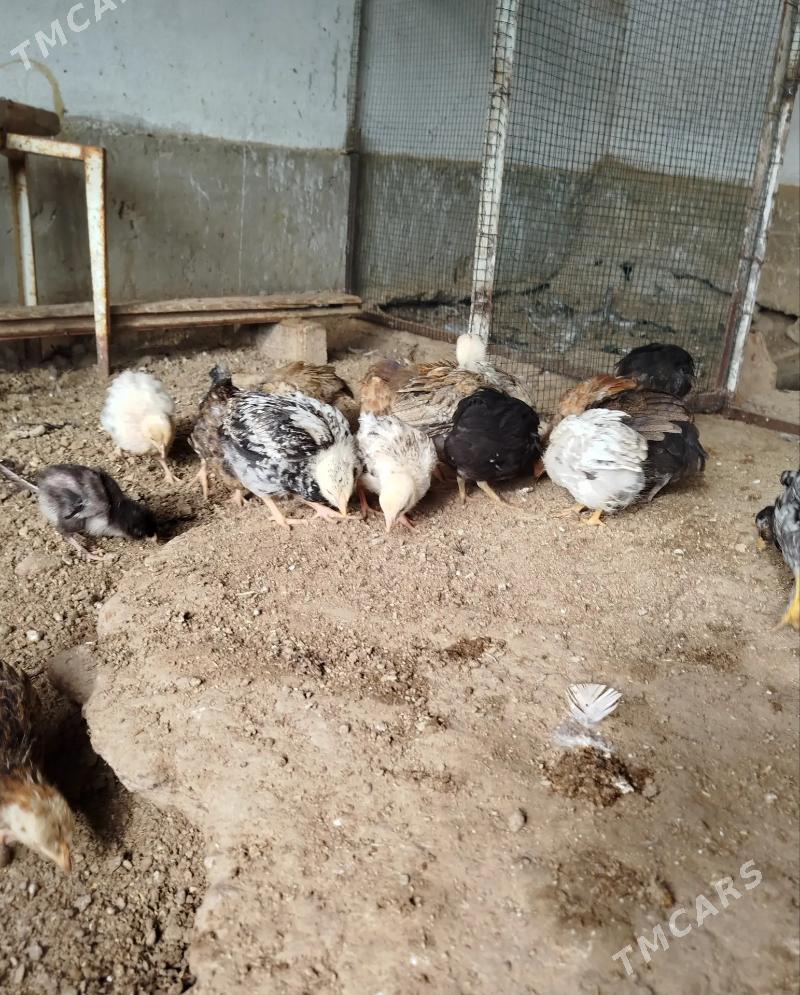 jujeler - Balkanabat - img 6