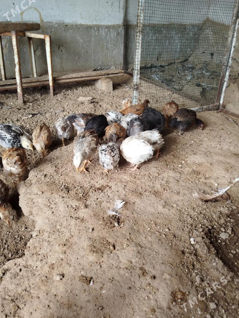 jujeler - Balkanabat - img 3