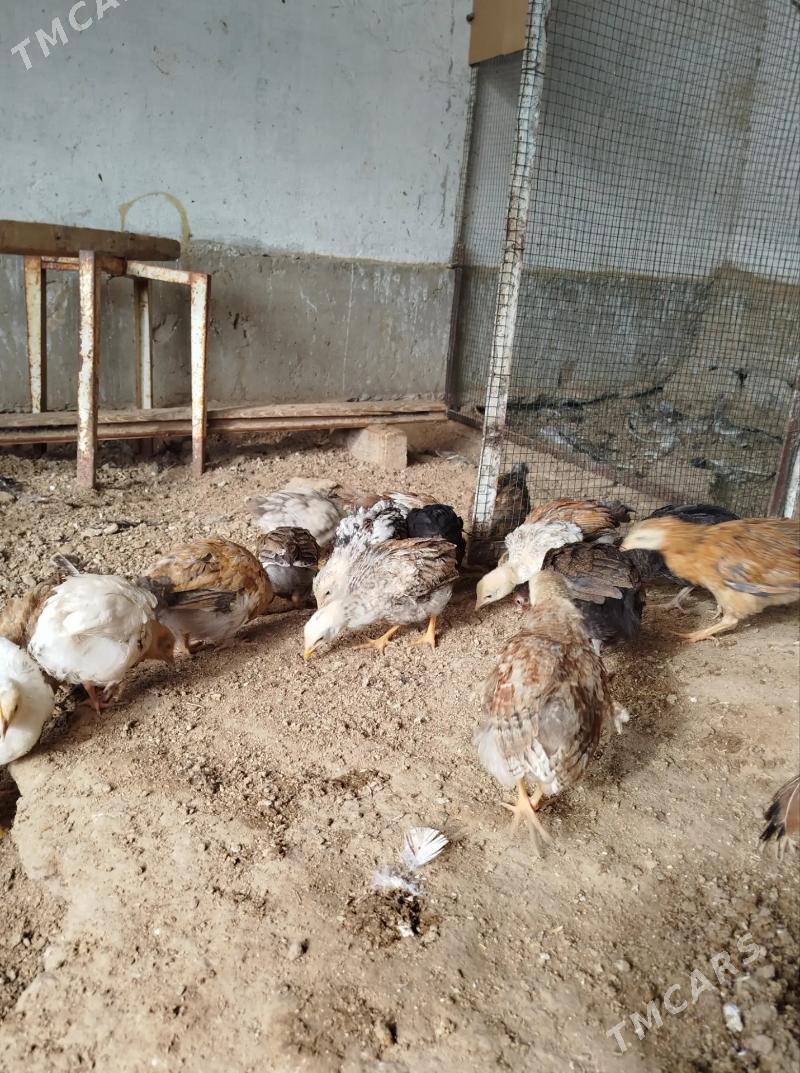 jujeler - Balkanabat - img 4