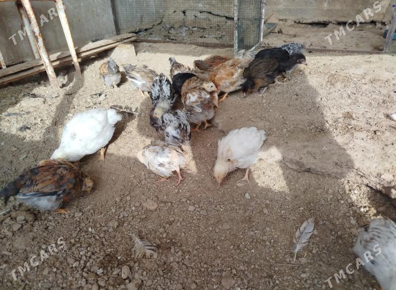 jujeler - Balkanabat - img 7