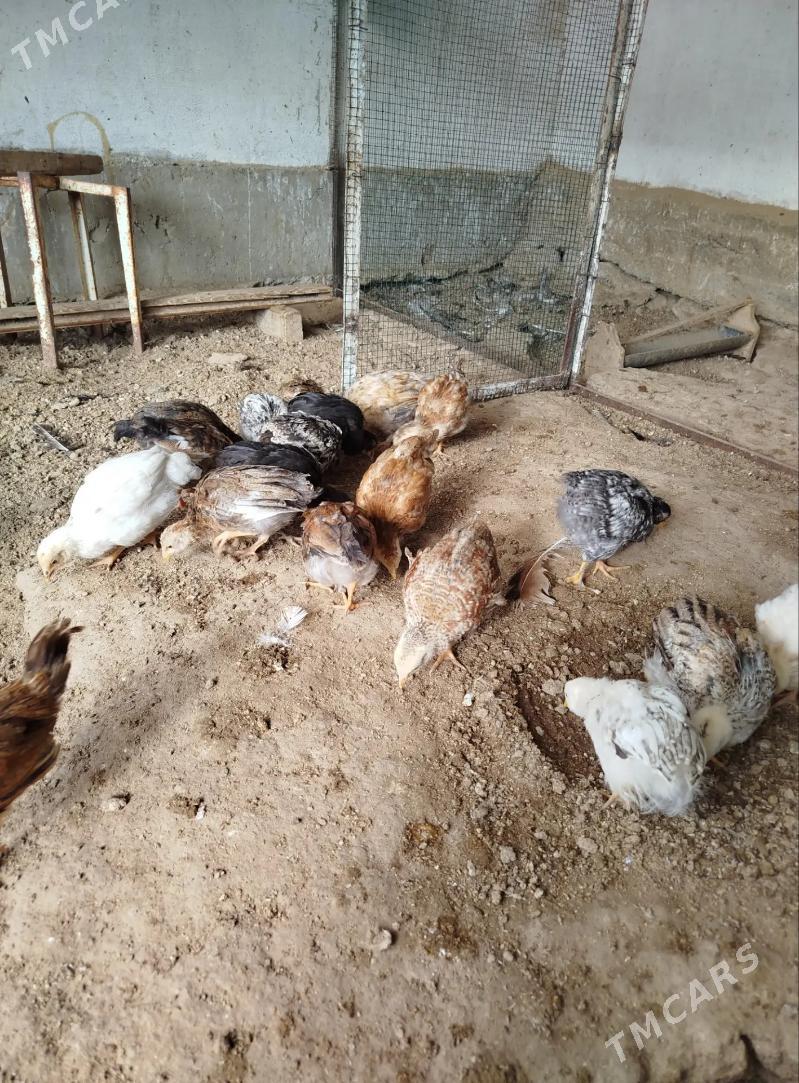 jujeler - Balkanabat - img 2