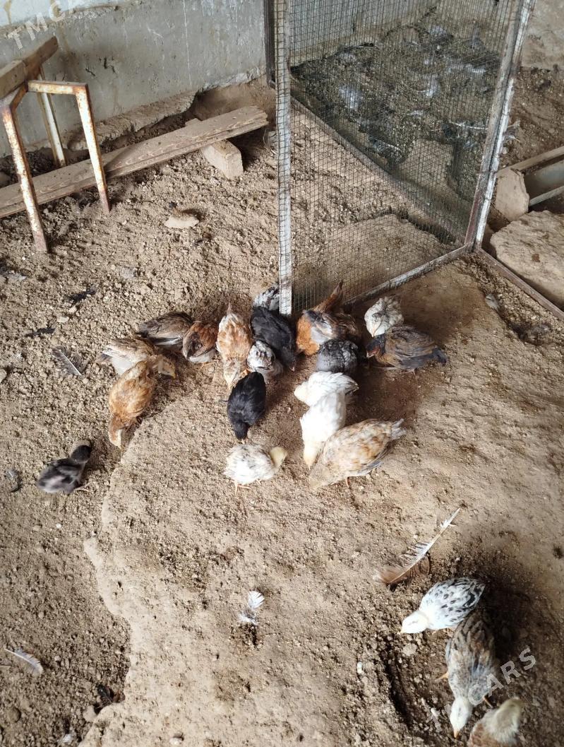 jujeler - Balkanabat - img 5