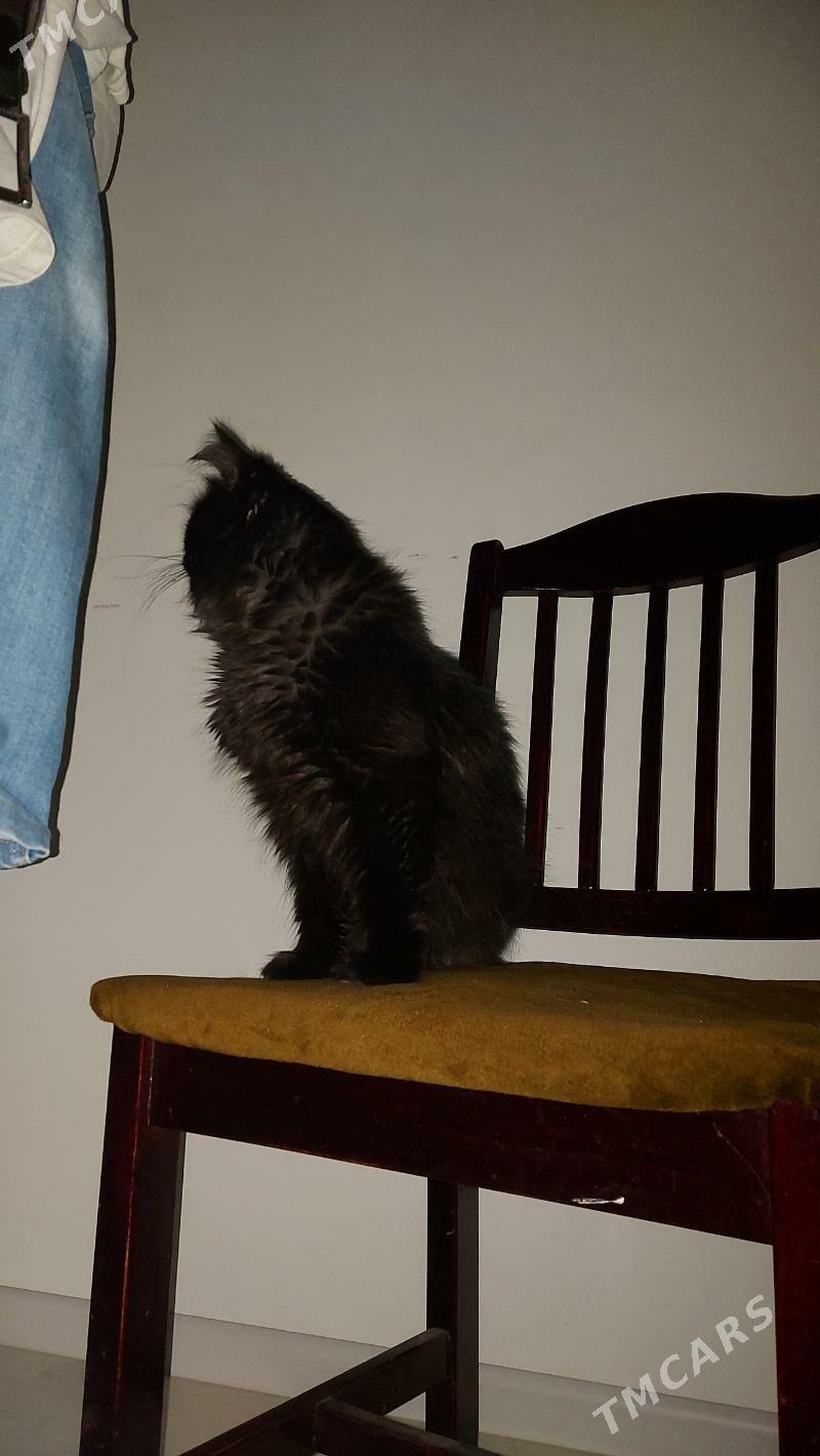 Zoloto Gara 9k - Ашхабад - img 5