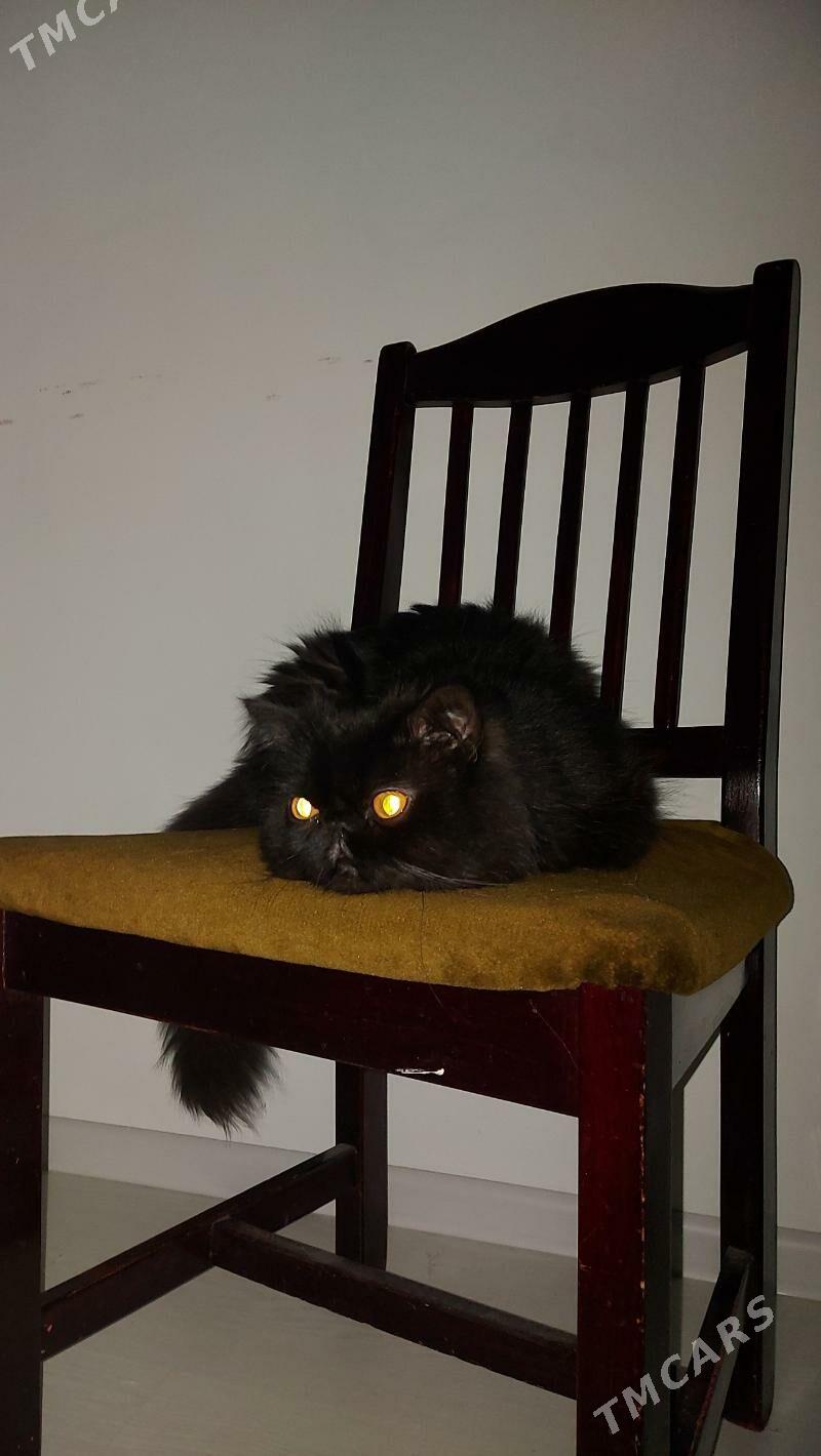 Zoloto Gara 9k - Ашхабад - img 3