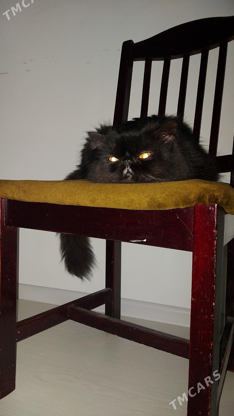 Zoloto Gara 9k - Ашхабад - img 2