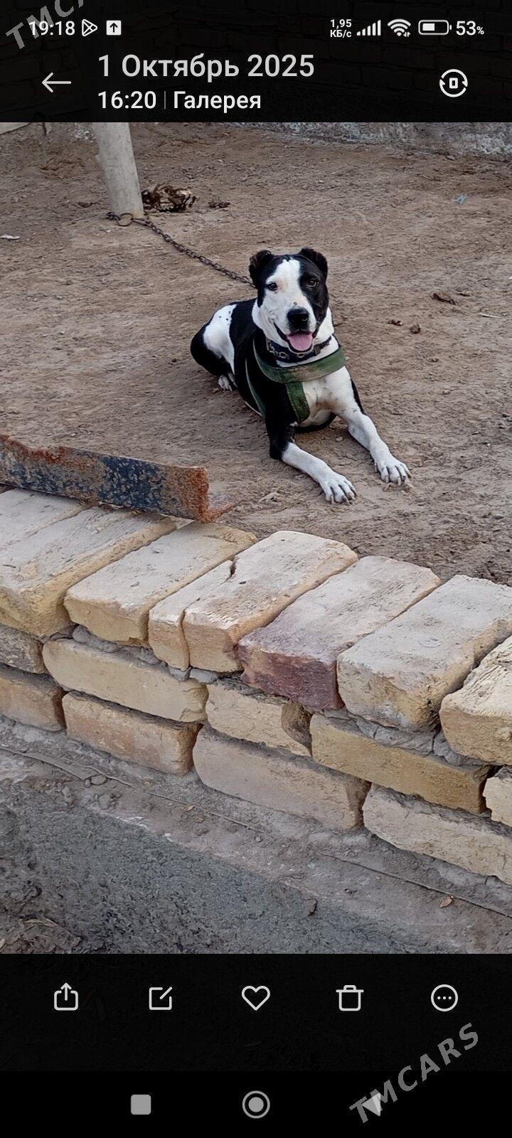 Pitbull it - Şabat etr. - img 3