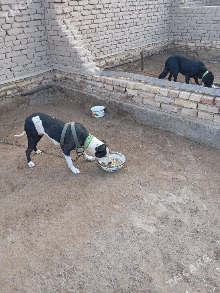 Pitbull it - Şabat etr. - img 1