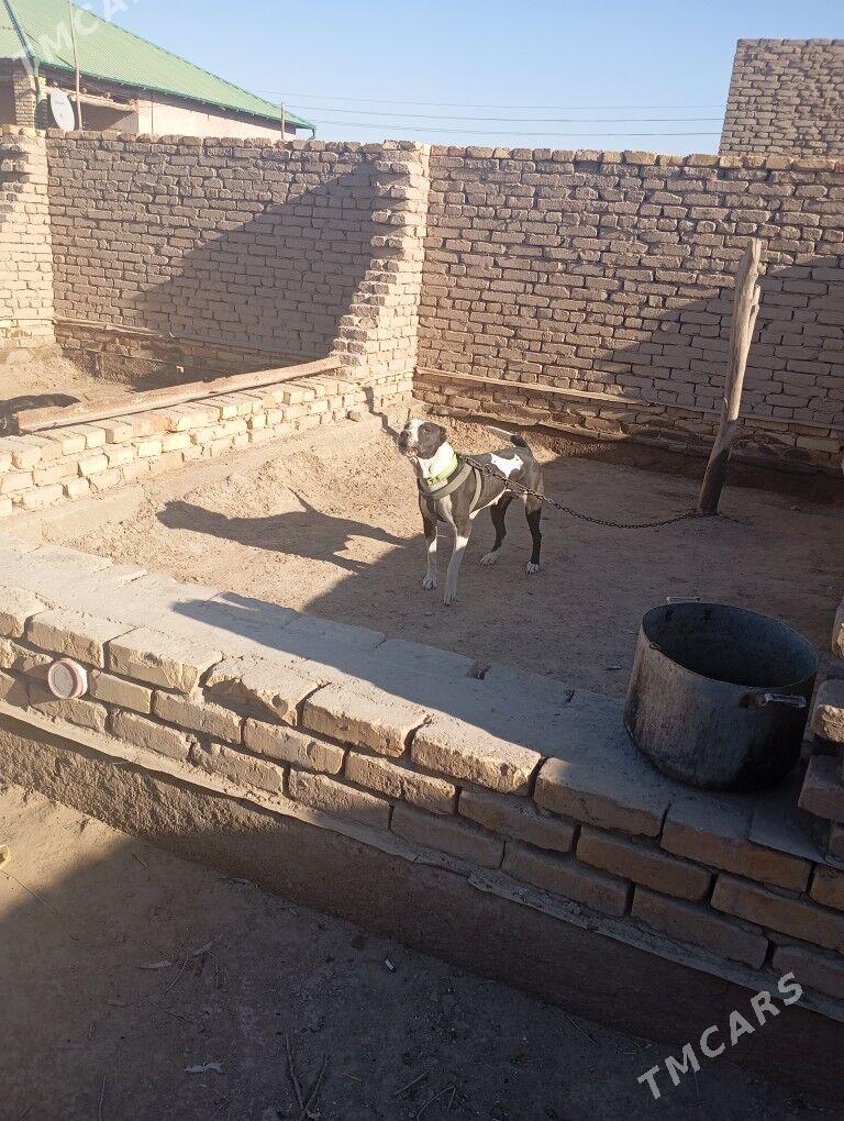 Pitbull it - Şabat etr. - img 2