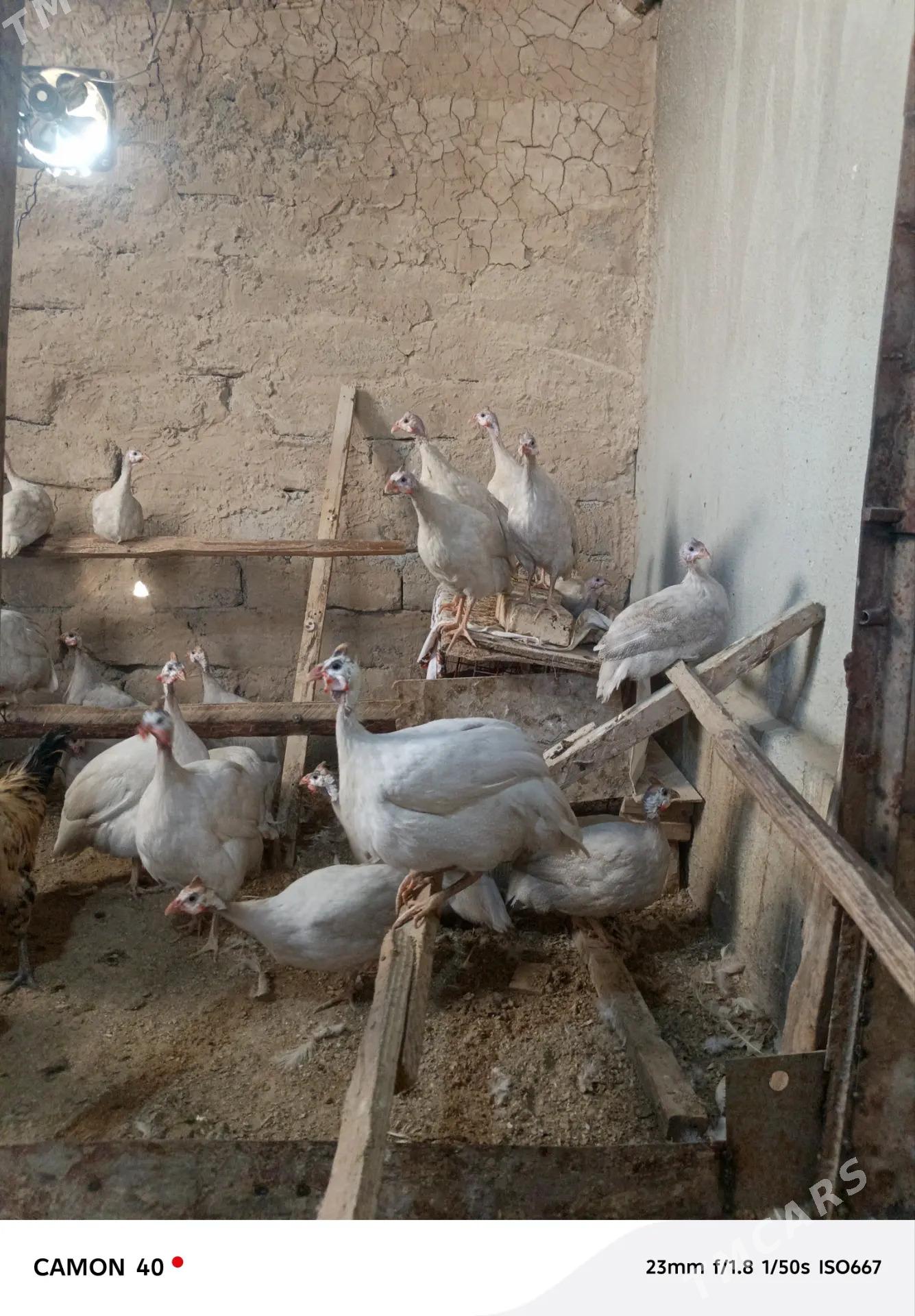 Sizarka kakilik - Änew - img 4