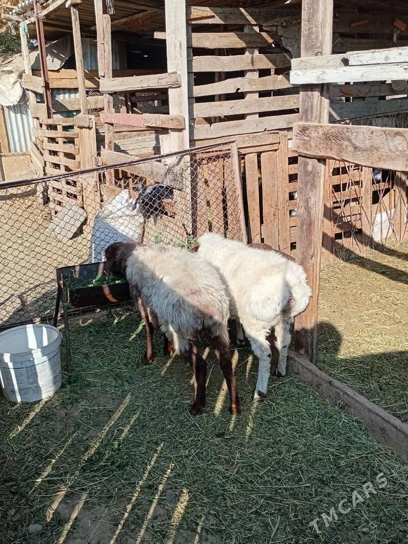 goýun - Кипджак - img 2