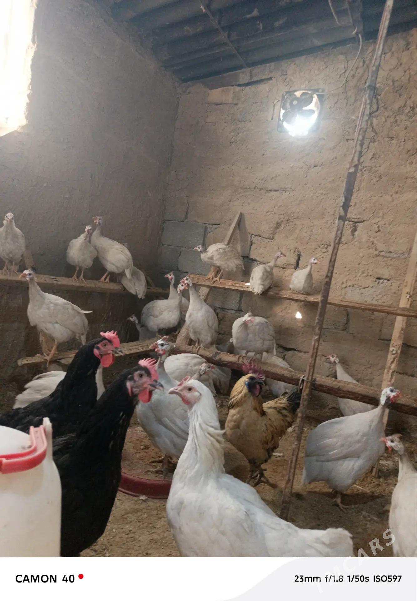 Sizarka kakilik - Änew - img 3