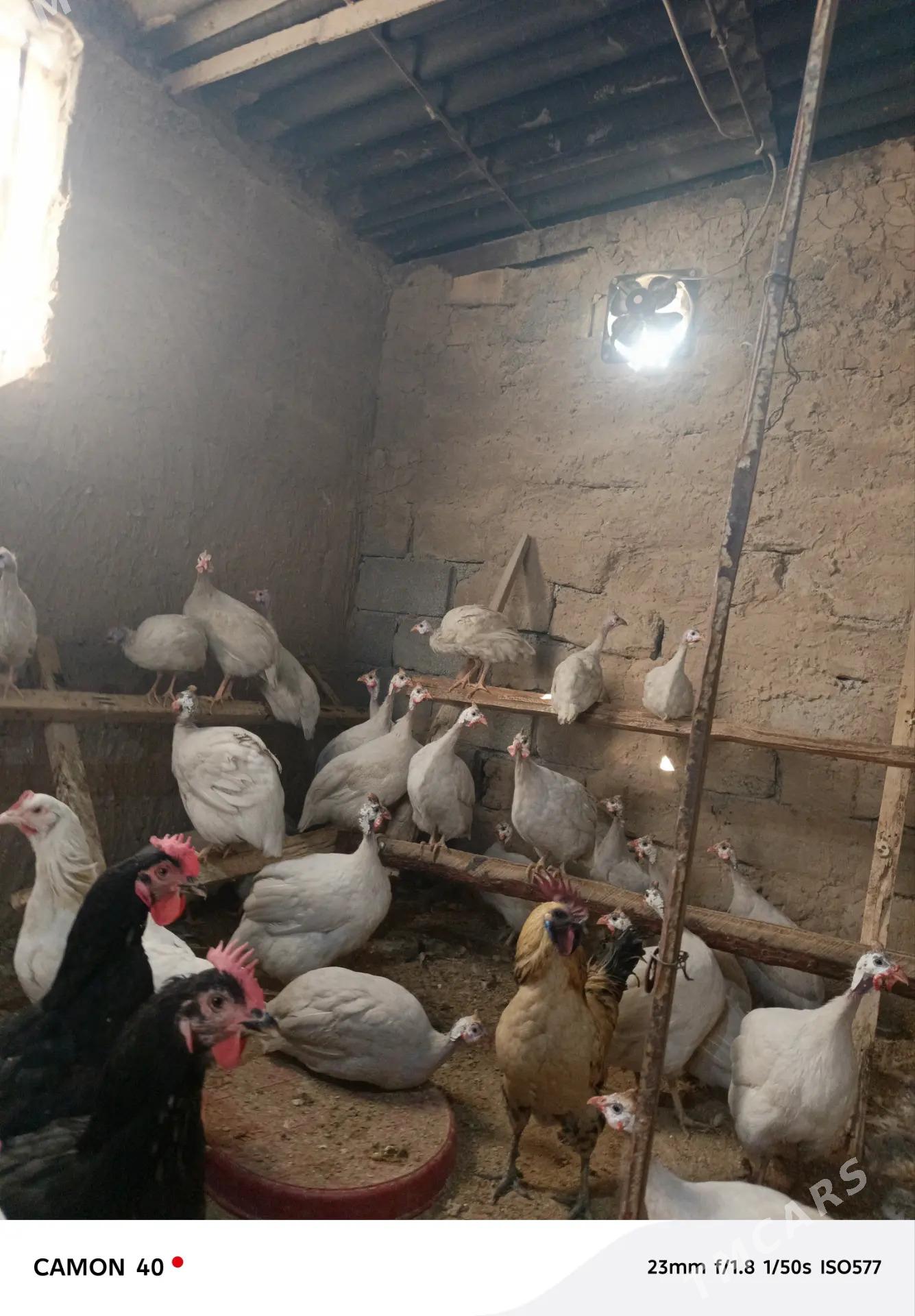 Sizarka kakilik - Änew - img 2