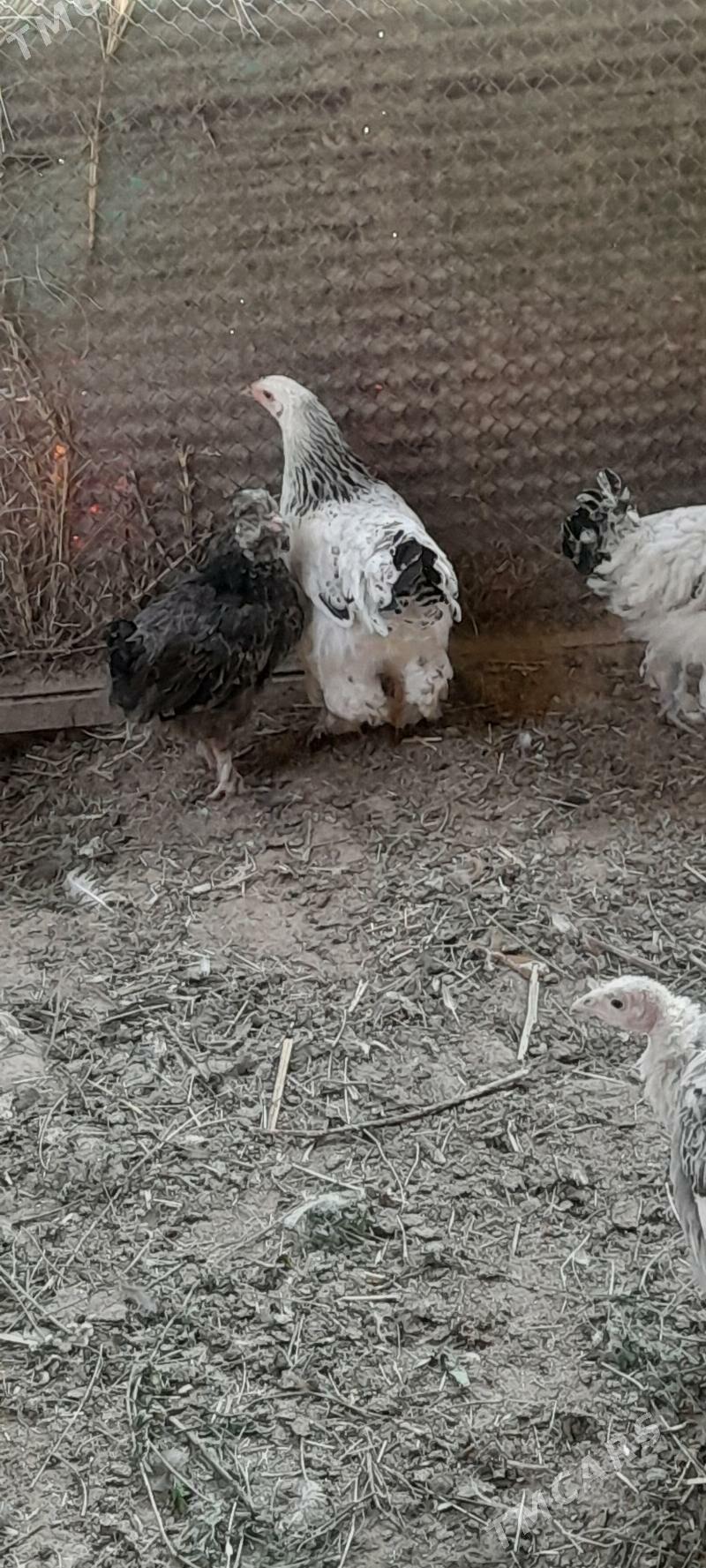 bramalar - Бахарден - img 2