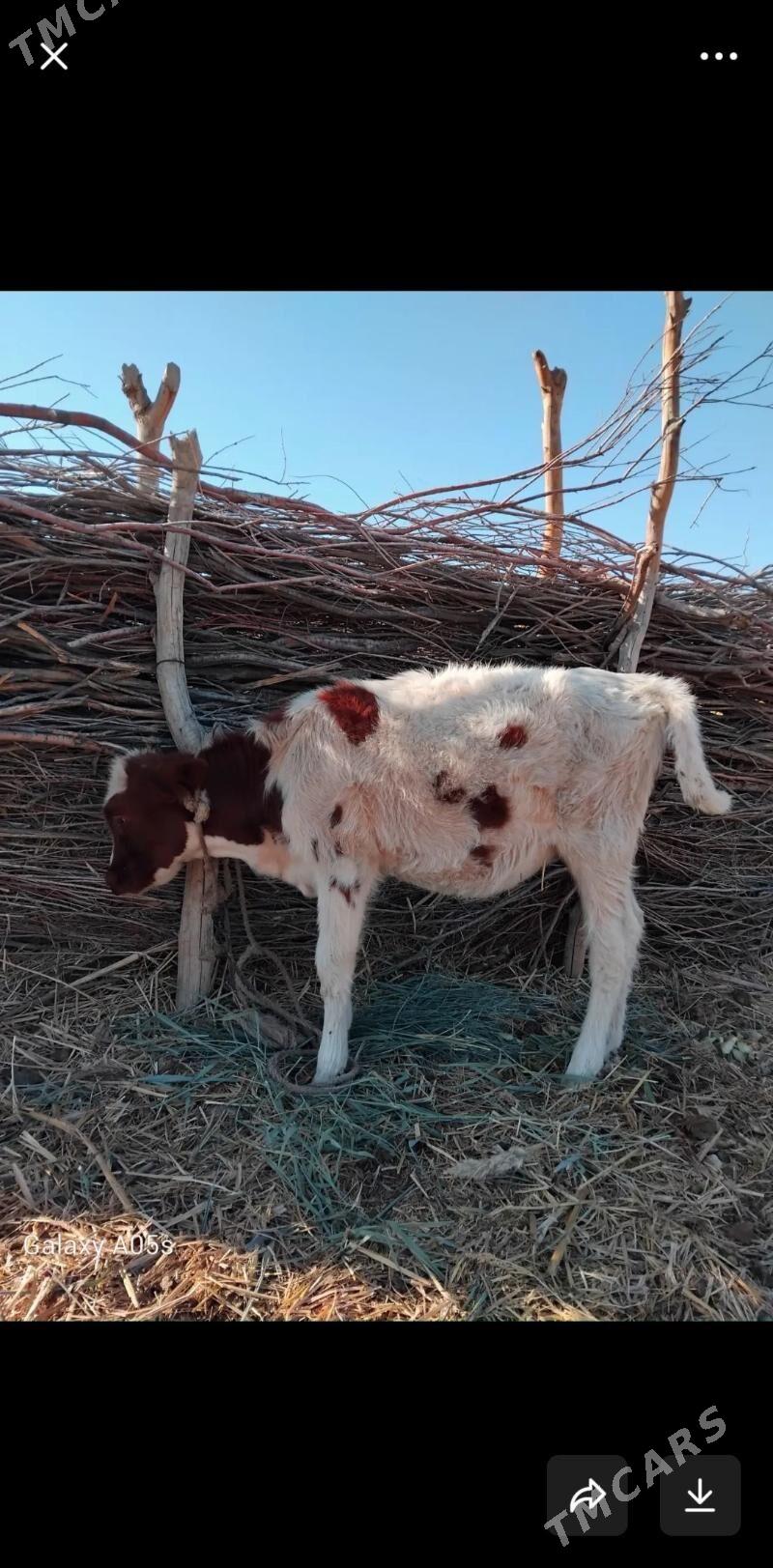 gaçar - Köneürgenç - img 3