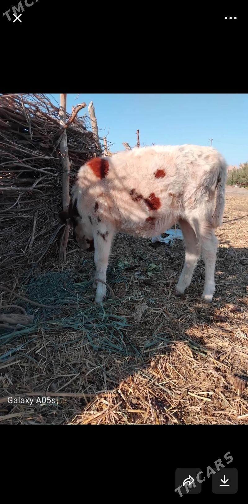 gaçar - Köneürgenç - img 4