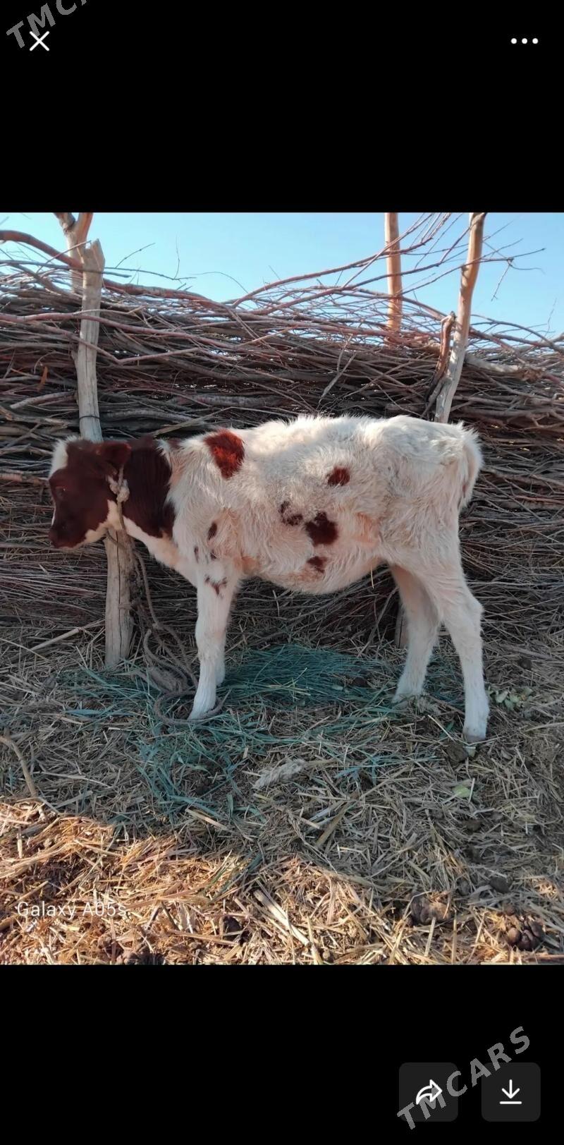 gaçar - Köneürgenç - img 2