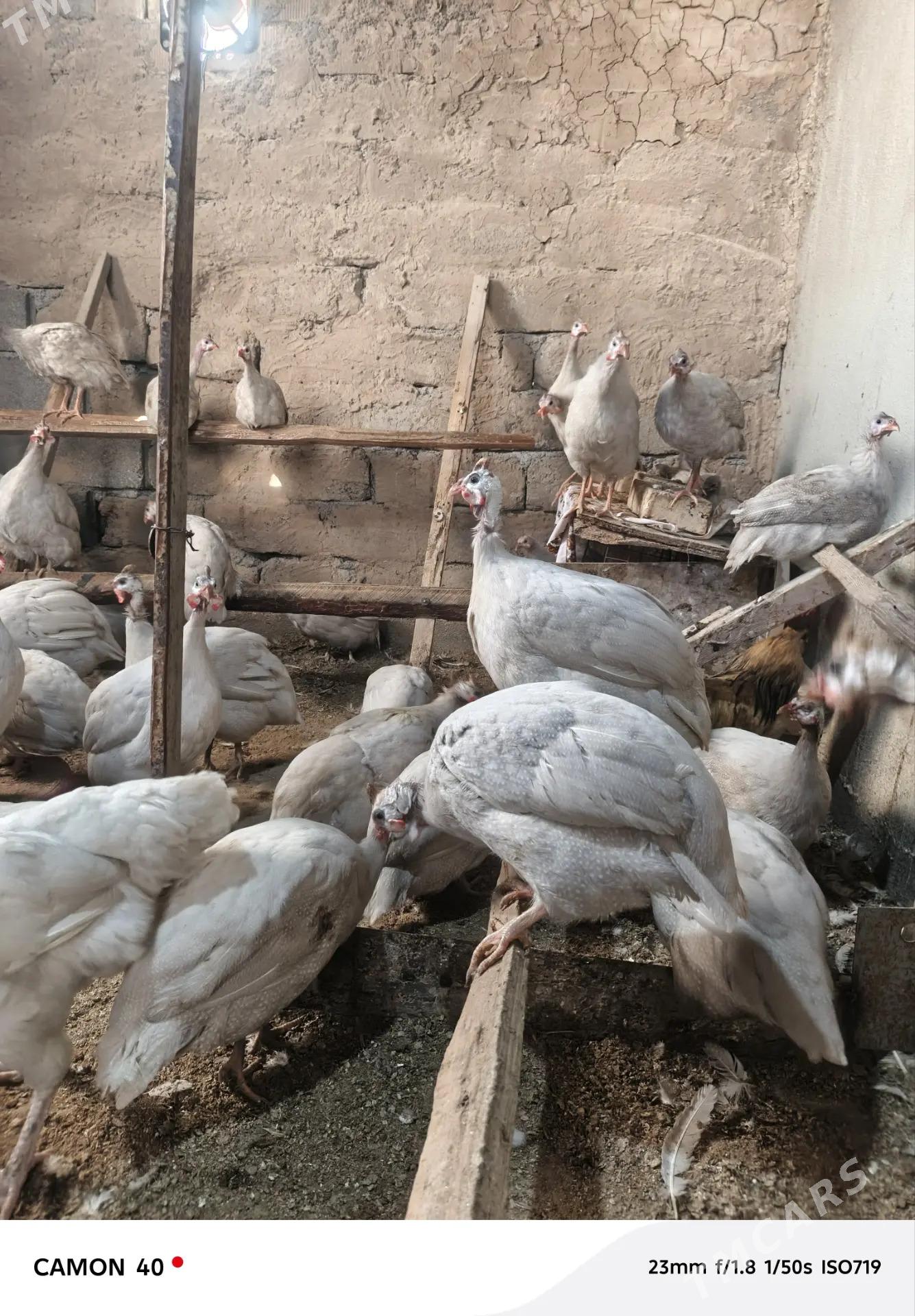 Sizarka kakilik - Änew - img 5